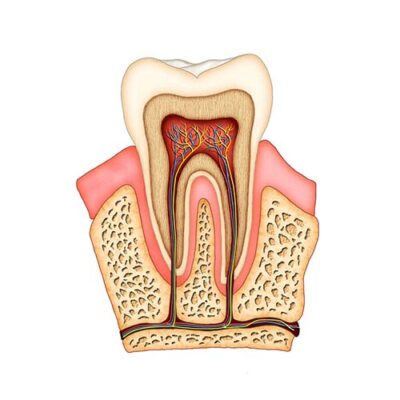 Side on cutaway anatomy diagram of a tooth structure including root canal