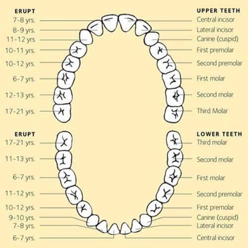 Diagram showing wisdom teeth as the third molar which appaear between the age of 17-21